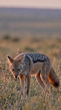 red backed jackal