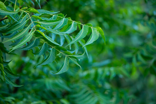 Medical or healthcare concept. Azadirachta indica - A branch of neem tree leaves. Natural Medicine.