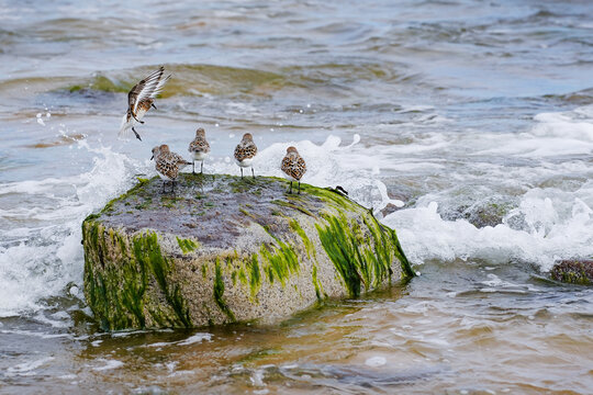 Dunlins in the sea on a stone