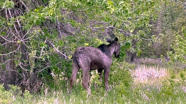 Young, wild bull moose feeding on new spring leaves