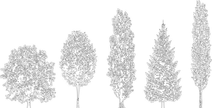 Collection of five assorted tree outlines, showcasing different growth forms and leaf patterns, on transparent background.