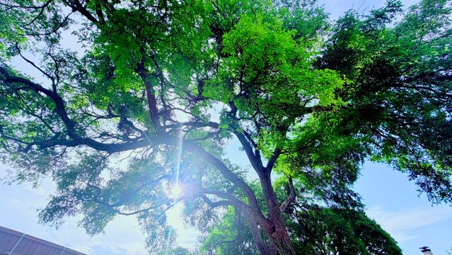 sun shining through trees