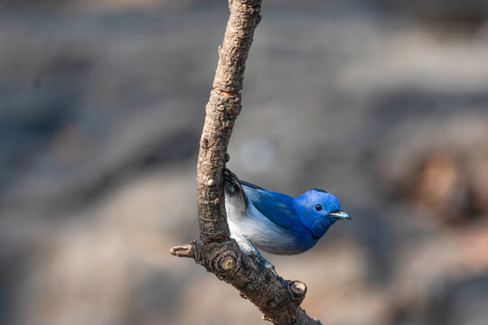 Male Black-naped Monarch (Hypothymis azurea) perched on a tree trunk, displaying vivid blue plumage, glossy black eyes, and distinctive black throat markings against a soft natural background.
