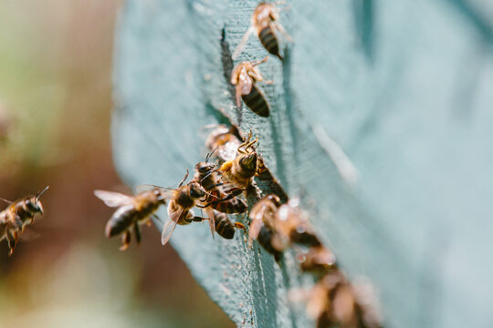 Honeybees entering wooden hive collecting pollen