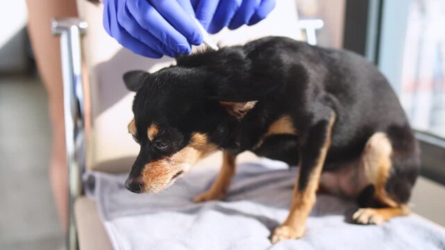 Veterinarian specialist holding small black dog, applying drops at withers, medicine from parasites, ticks, worms and fleas, pet hair vet treatment, puppy fur treated with parasite remedy protection