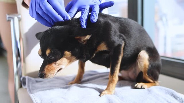 Veterinarian specialist holding small black dog, applying drops at withers, medicine from parasites, ticks, worms and fleas, pet hair vet treatment, puppy fur treated with parasite remedy protection