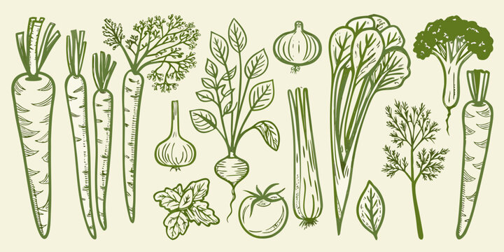 hand drawn vegetable garden illustration in green hand drawn carrot onion celery broccoli