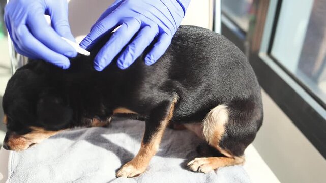 Veterinarian specialist holding small black dog, applying drops at withers, medicine from parasites, ticks, worms and fleas, pet hair vet treatment, puppy fur treated with parasite remedy protection