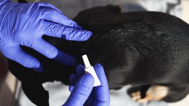 Veterinarian specialist holding small black dog, applying drops at withers, medicine from parasites, ticks, worms and fleas, pet hair vet treatment, puppy fur treated with parasite remedy protection