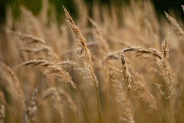 Fototapeta premium Dry grass plumes sway in a golden field, soft-focus close-up capturing autumnal texture and warm sunlight, evoking a tranquil rural breeze and peaceful seasonal mood