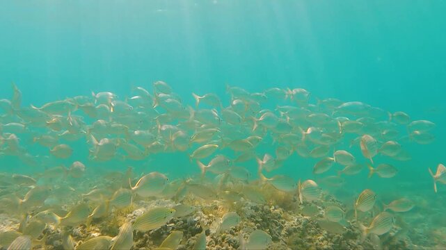 Underwater school of fish swimming above sandy seabed in crystal clear blue water marine wildlife natural ocean habitat tropical aquatic ecosystem with sunlight reflections serene underwater scene and