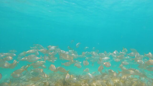 Underwater school of fish swimming above sandy seabed in crystal clear blue water marine wildlife natural ocean habitat tropical aquatic ecosystem with sunlight reflections serene underwater scene and