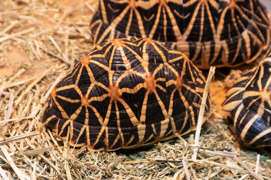 Close-Up of Red-Footed Tortoise with Detailed Shell Pattern