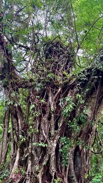 Ancient Strangler Fig Covered in Jungle Vines (San Isidro, San Luis Potosi, Mexico)