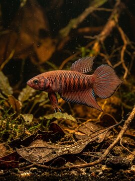 Cupang Rubra (Betta rubra)