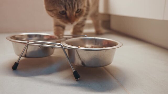 Reserved tabby examines metal containers quietly. Alert domestic cat inspects shiny bowls on tiled surface. Careful feline surveys metallic dishware while owner presents nourishing treats expectantly