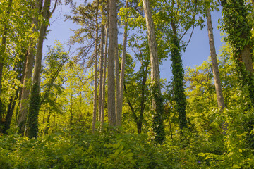 Obraz premium Dense green woodland with tall trees and climbing ivy under bright sunlight in natural forest environment