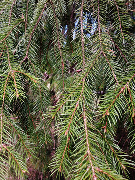 Background of branches with needle-like leaves characteristic of a coniferous tree. Natural green pine texture. Fir branches.