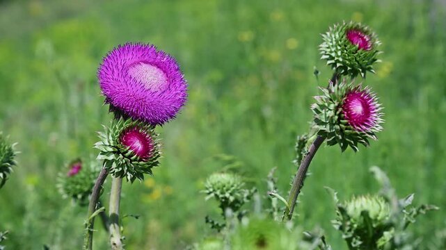 Blooming Milk Thistle Flowers in Meadow. Silybum marianum Wild Medicinal Plant. 4K 60fps
