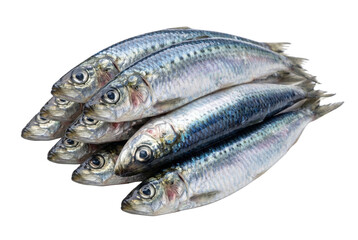 Obraz premium Fresh sardines
