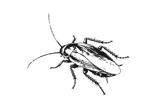 Simple hand drawn cockroach sketch, engraved insect illustration