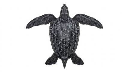 Fototapeta premium Leatherback Sea Turtle (Dermochelys coriacea) Overhead Top View Isolated on White Background