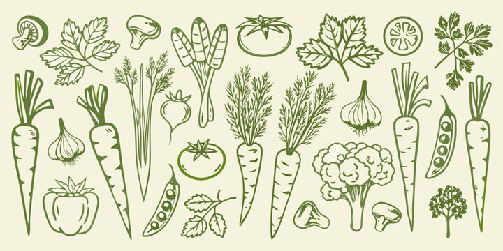 hand drawn vegetable garden illustration in green hand drawn carrot tomato pepper onion