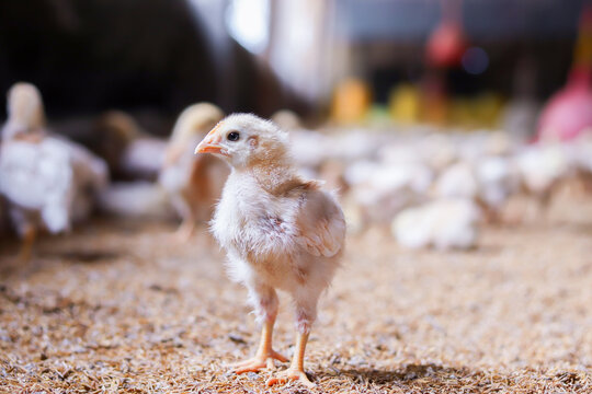 A small chick is standing on the ground in the chicken farm.
