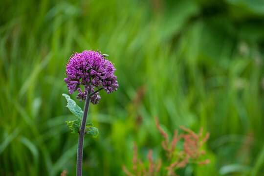 Close-up of a vibrant purple alpine wildflower with soft green bokeh, ideal for nature, summer, and botanical themes.