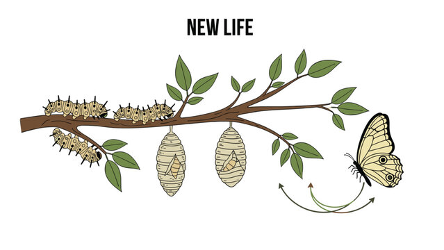 Educational diagram titled New Life illustrates the transformation from caterpillar to cocoon and finally into a beautiful flying butterfly.