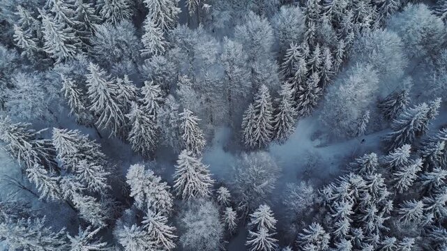 Close Aerial View of Dense Frost Covered Conifer Trees in a Winter Mountain Forest near Bukova Hora