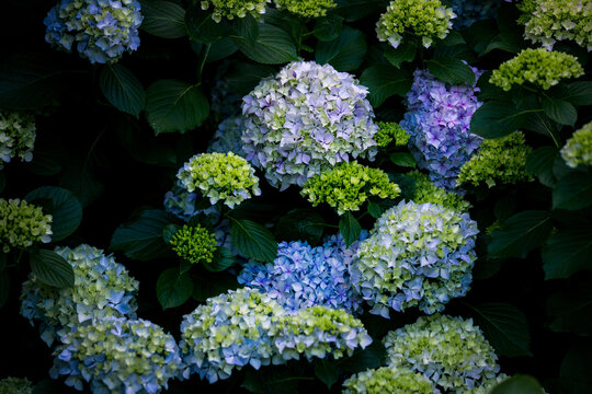 Blooming hydrangea flowers with green leaves in garden under soft natural light.