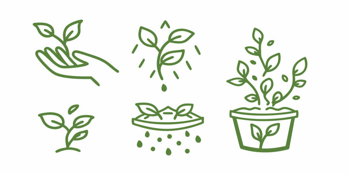 plant growth stages depicted in green line art seedling sapling hand watering