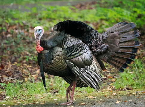 A Male Tom Turkey Strutting His Stuff for the Females in the Smokey Mountains, Trnnessee