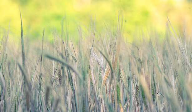 Soft focus cereal field with natural green background