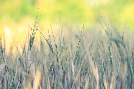 Green cereal field with soft sunlight and selective focus