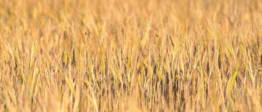 Golden wheat field background in summer sunlight