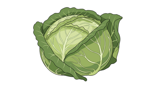 Close up illustration of a fresh whole green cabbage with detailed layered leaves is isolated on a perfectly plain white background.