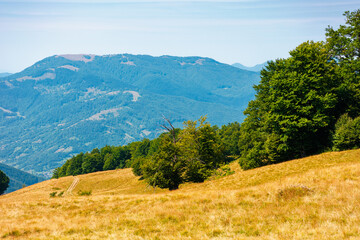Obraz premium carpathian mountain landscape in summer. primeval beech forest on the grassy hill. wonderful scenery of ukrainian highlands. pristine ecosystem of europe. alpine environment on a sunny day