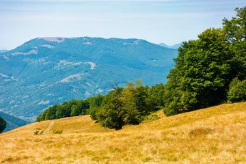carpathian mountain landscape in summer. primeval beech forest on the grassy hill. wonderful scenery of ukrainian highlands. pristine ecosystem of europe. alpine environment on a sunny day © Pellinni