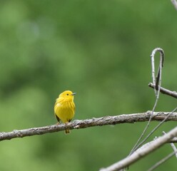 Obraz premium Yellow Warbler