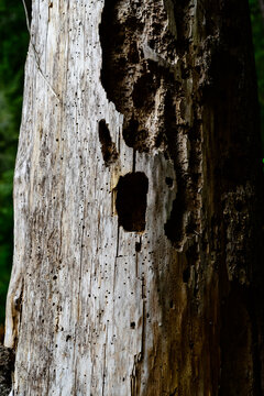 Woodpecker's Workshop