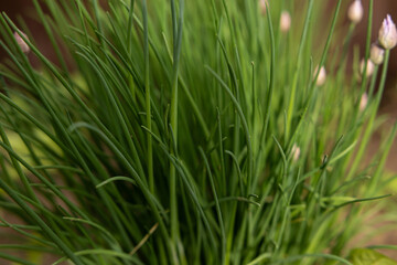 Fototapeta premium Green onions are beginning to bloom in the vegetable garden