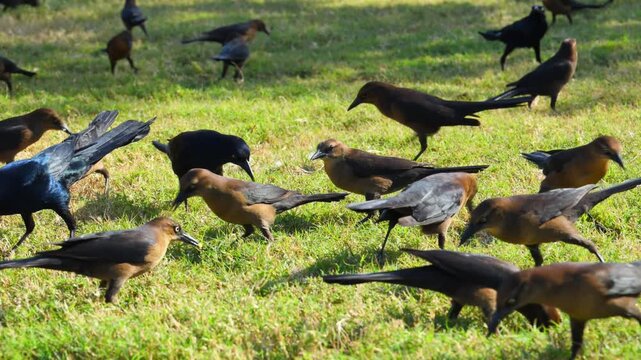 Georgia, USA. Boat-tailed Grackles (Quiscalus major), a species common in coastal areas of the Southeastern and Mid-Atlantic United States
