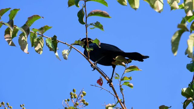 Georgia, USA. Boat-tailed Grackles (Quiscalus major)