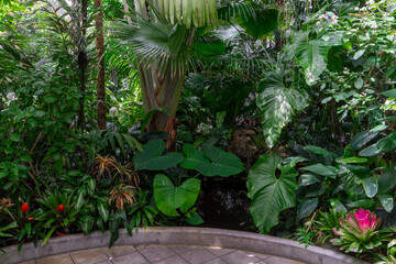 Fototapeta premium Colorful tropical flowers inside the Conservatory of Flowers in San Francisco, California. Vibrant botanical garden featuring exotic plants, lush greenery, and natural beauty