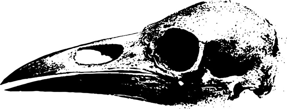 Crow skull lateral view black ink high contrast artwork with textured beak for dark background and design use