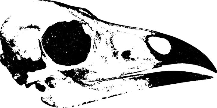 Crow skull ink artwork high contrast side profile with pronounced beak for gothic poster background and tattoo design