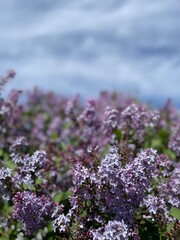 Fototapeta premium lilac flowers in the garden