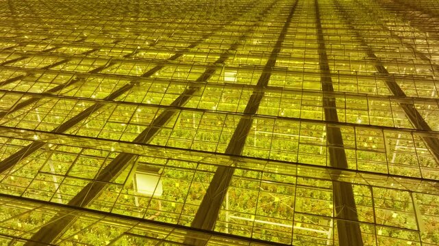Expansive illuminated greenhouse roof with glowing yellow grow lights revealing dense rows of cultivated plants beneath glass panels, captured from an aerial perspective at night